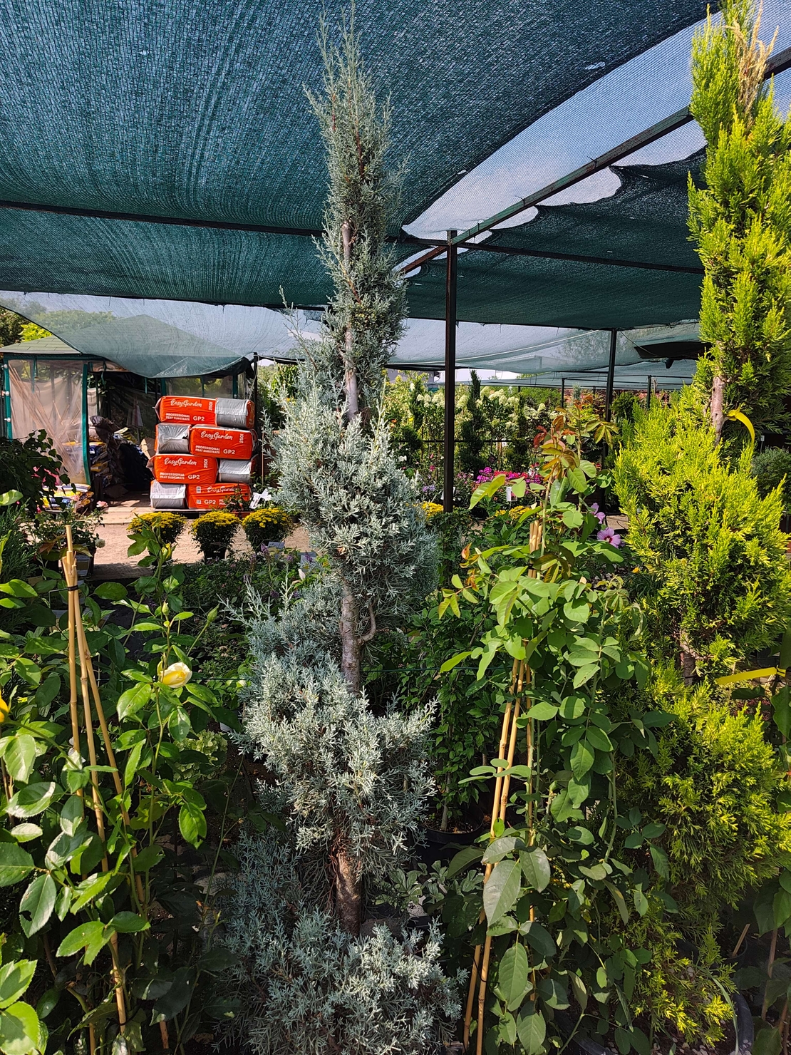 Топиар спирала Cupressus arizonica