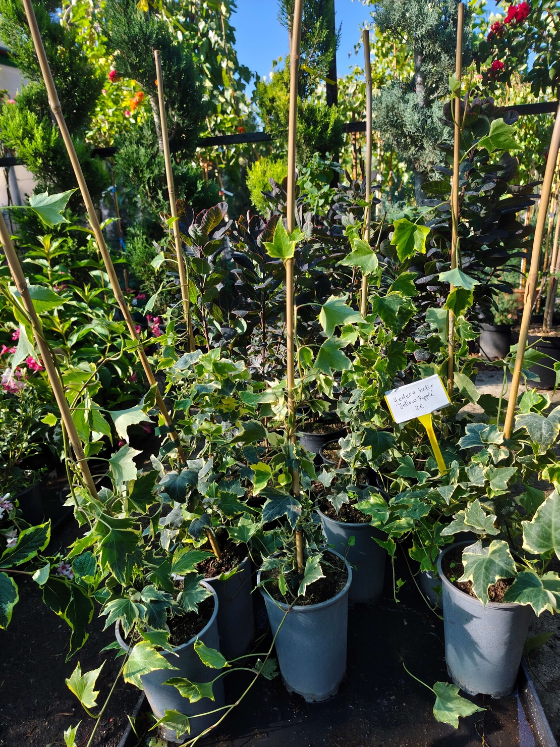 Hedera helix ‘Yellow Ripple’