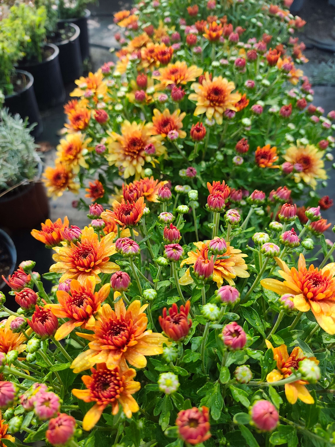 Chrysanthemum × morifolium (Градинска хризантема)