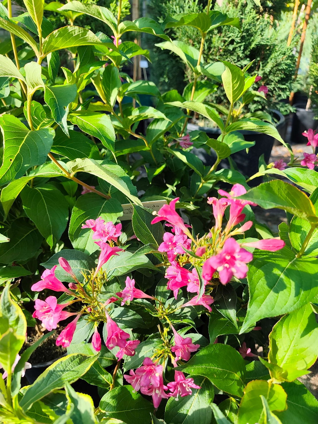 Weigela florida ‘Red Prince’