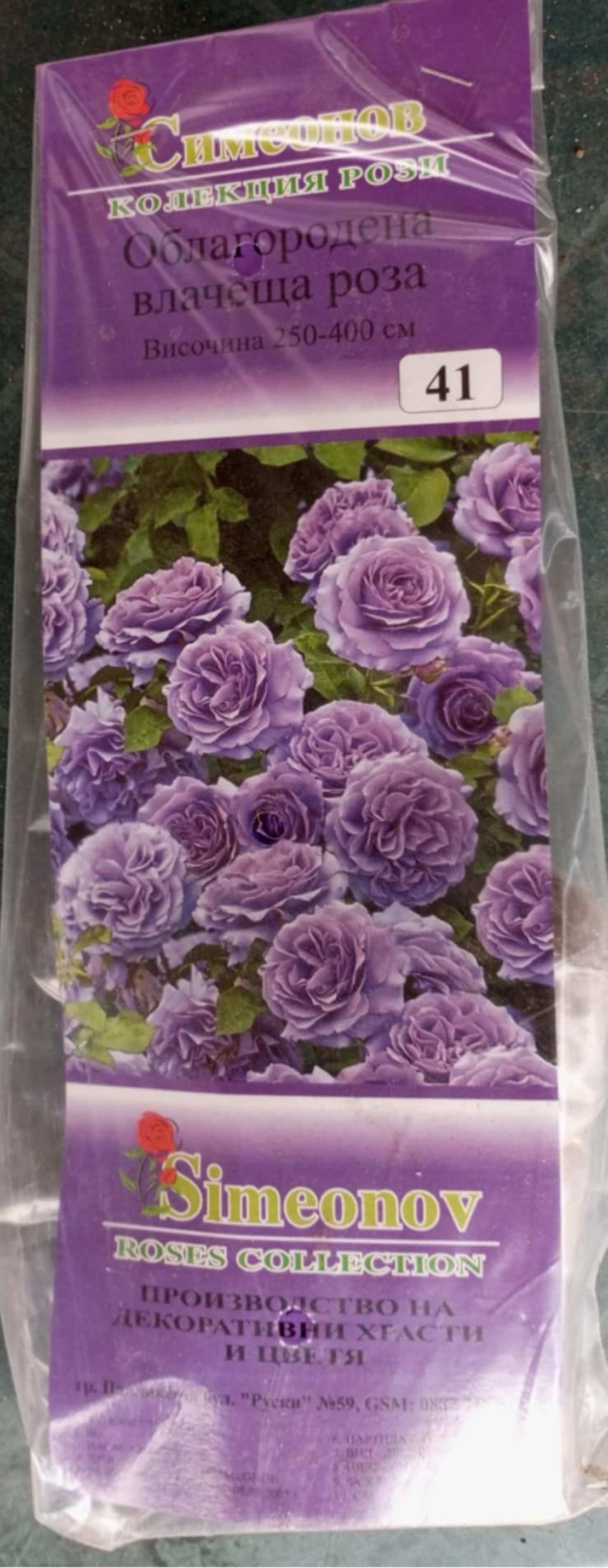 Увивна роза на гол корен