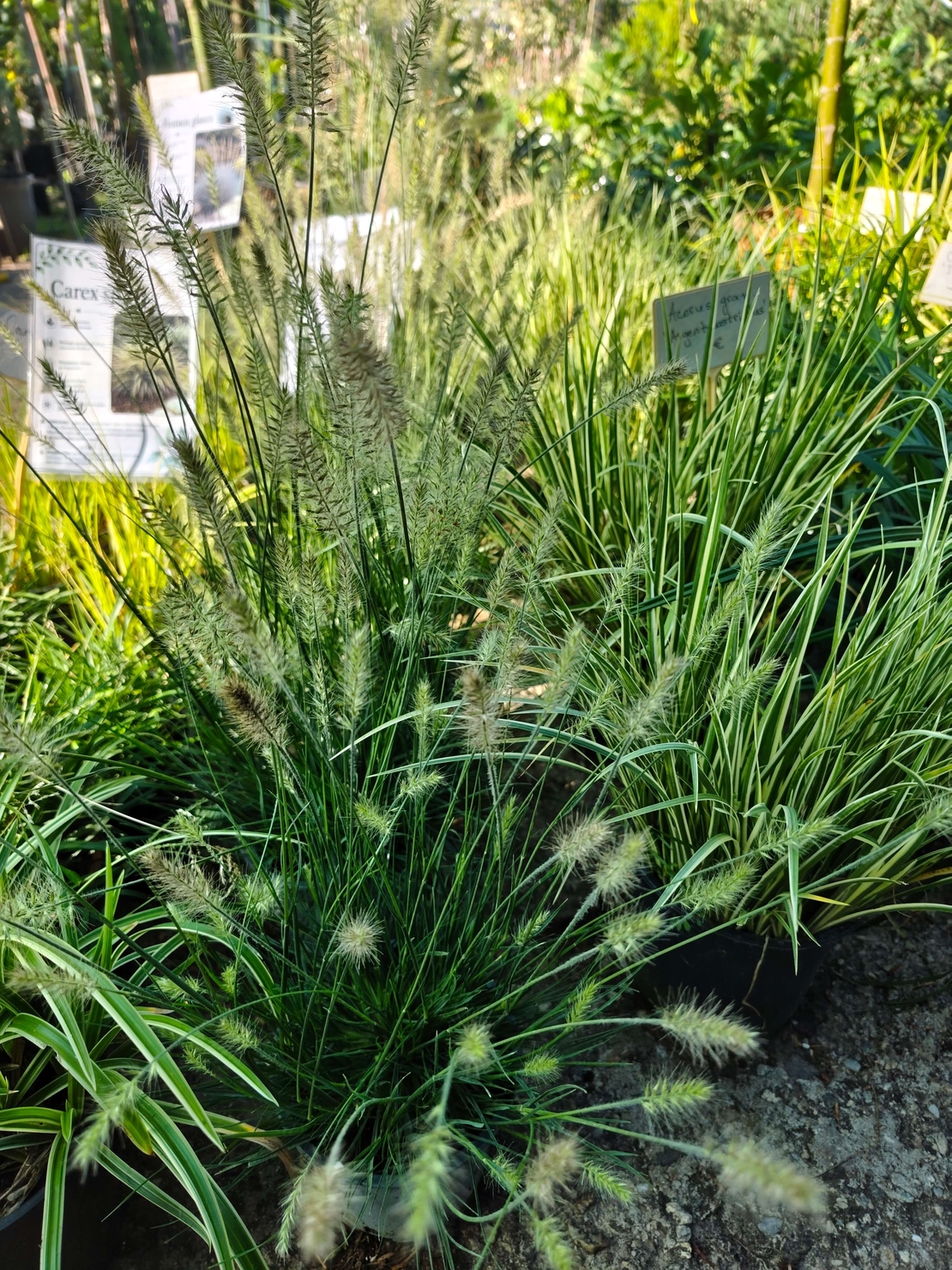 Pennisetum alopecuroides ‘Little Bunny’