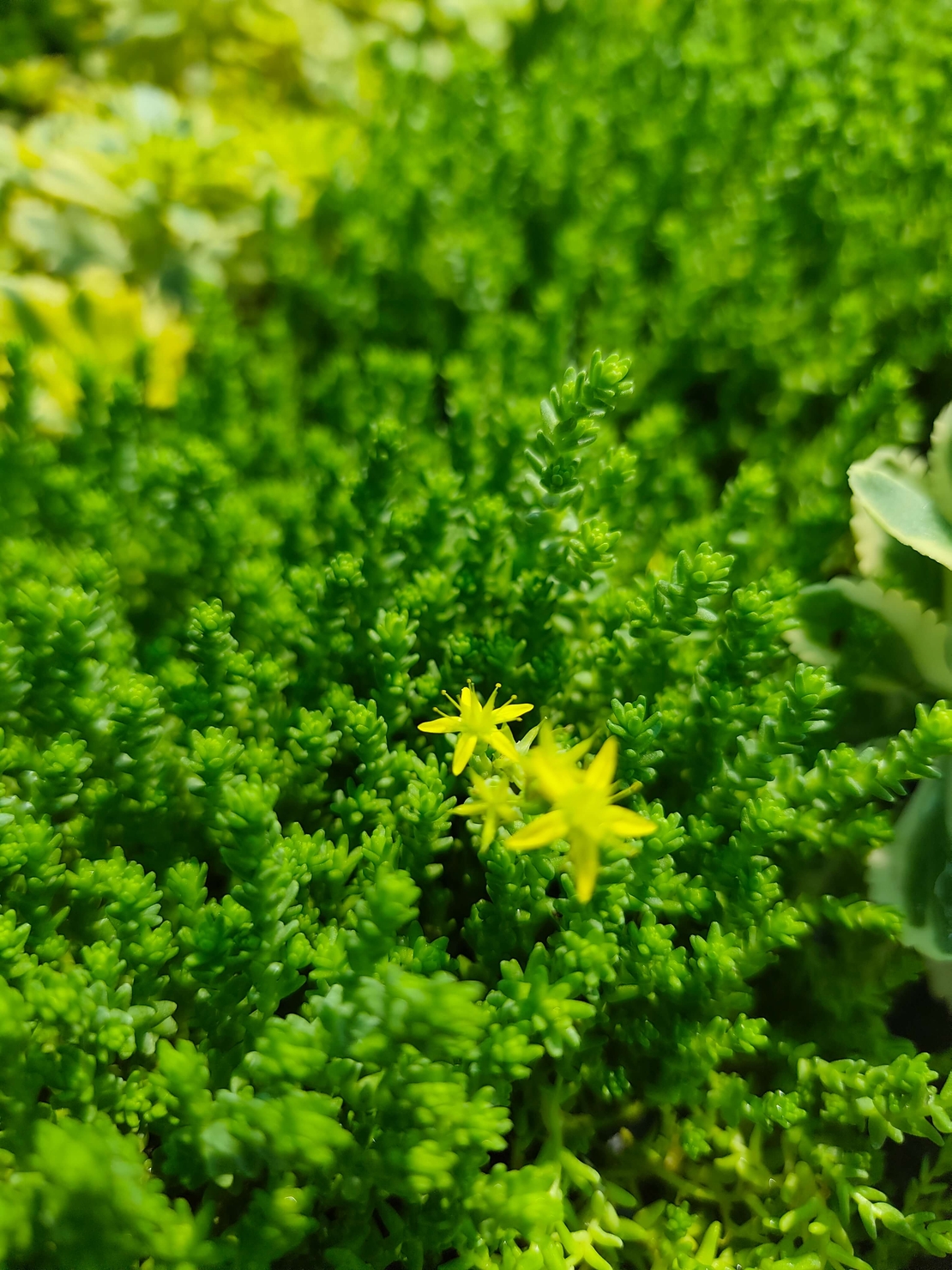 Sedum acre 'Aureum' (Златист седум)