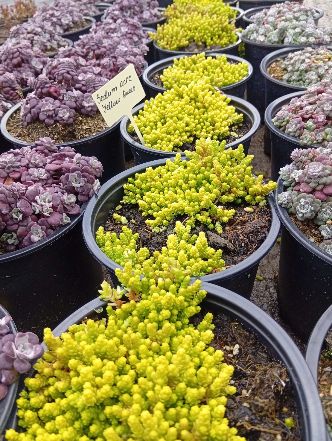 Sedum acre Yellow Queen
