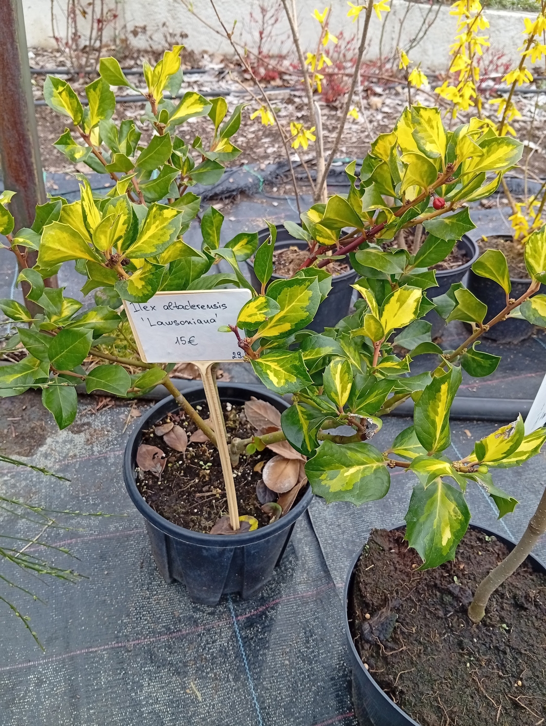 Ilex altaclerensis Lawsoniana