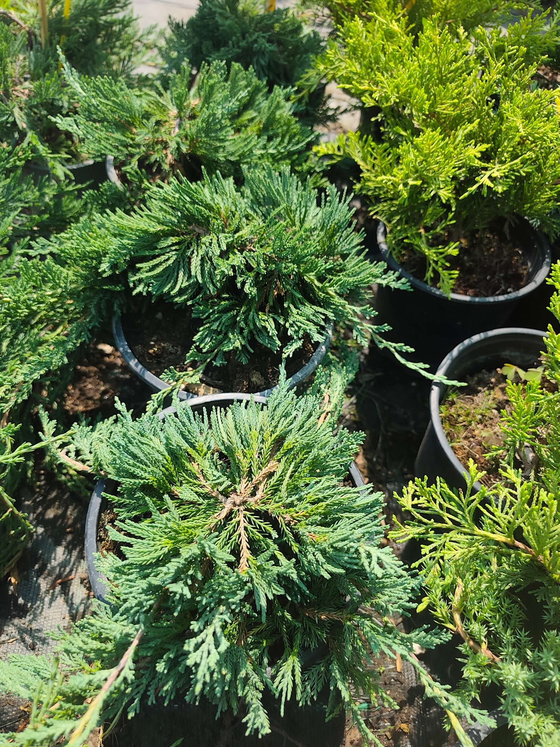 Juniperus horizontalis 'Wiltonii'