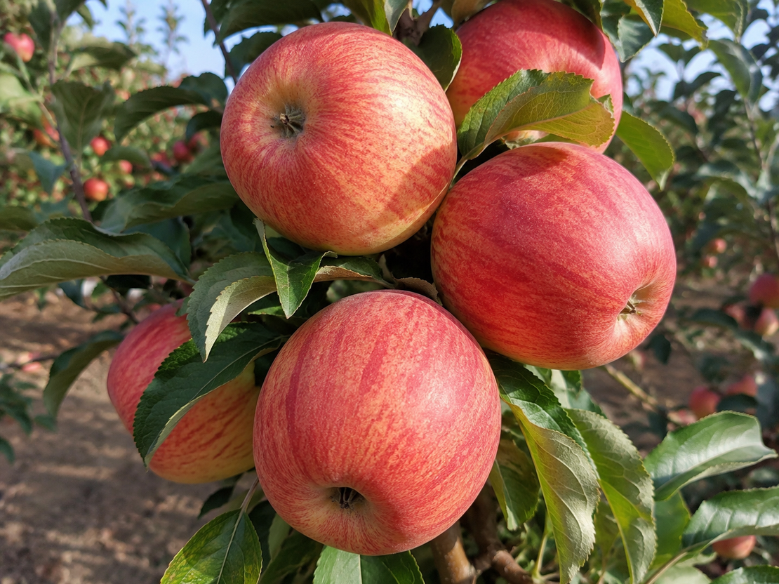 Malus domestica 'Gala' (Ябълка 'Гала')