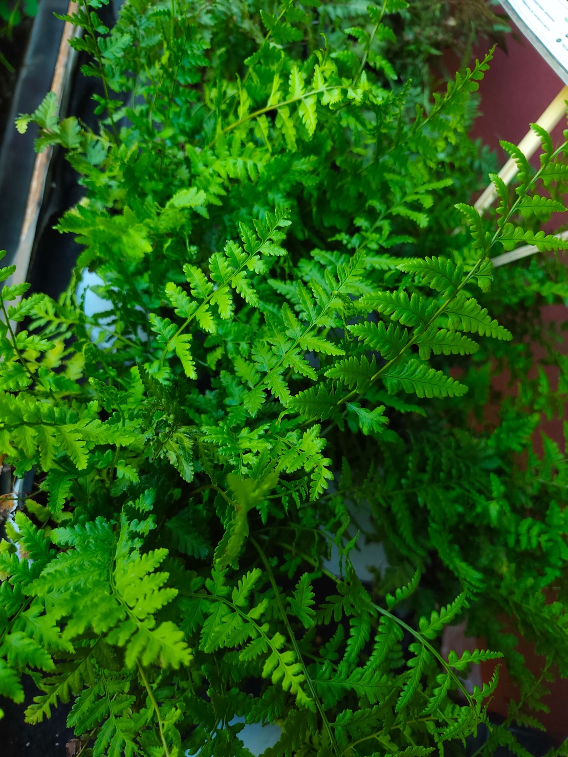 Dryopteris filix-mas (Мъжка папрат)
