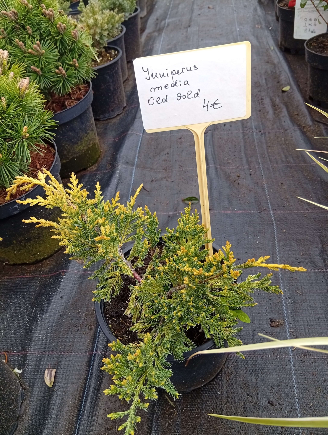 Juniperus media Old Gold