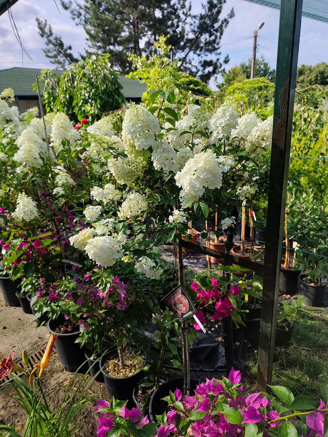 Hydrangea paniculata 'Vanille Fraise'