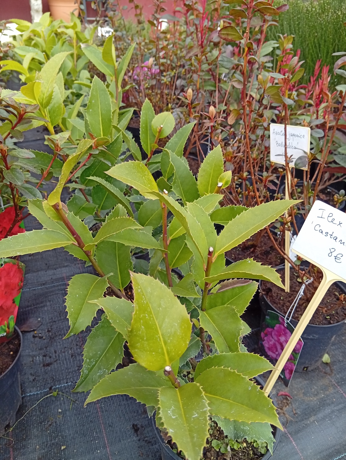 Ilex aquifolium Castaneifolia