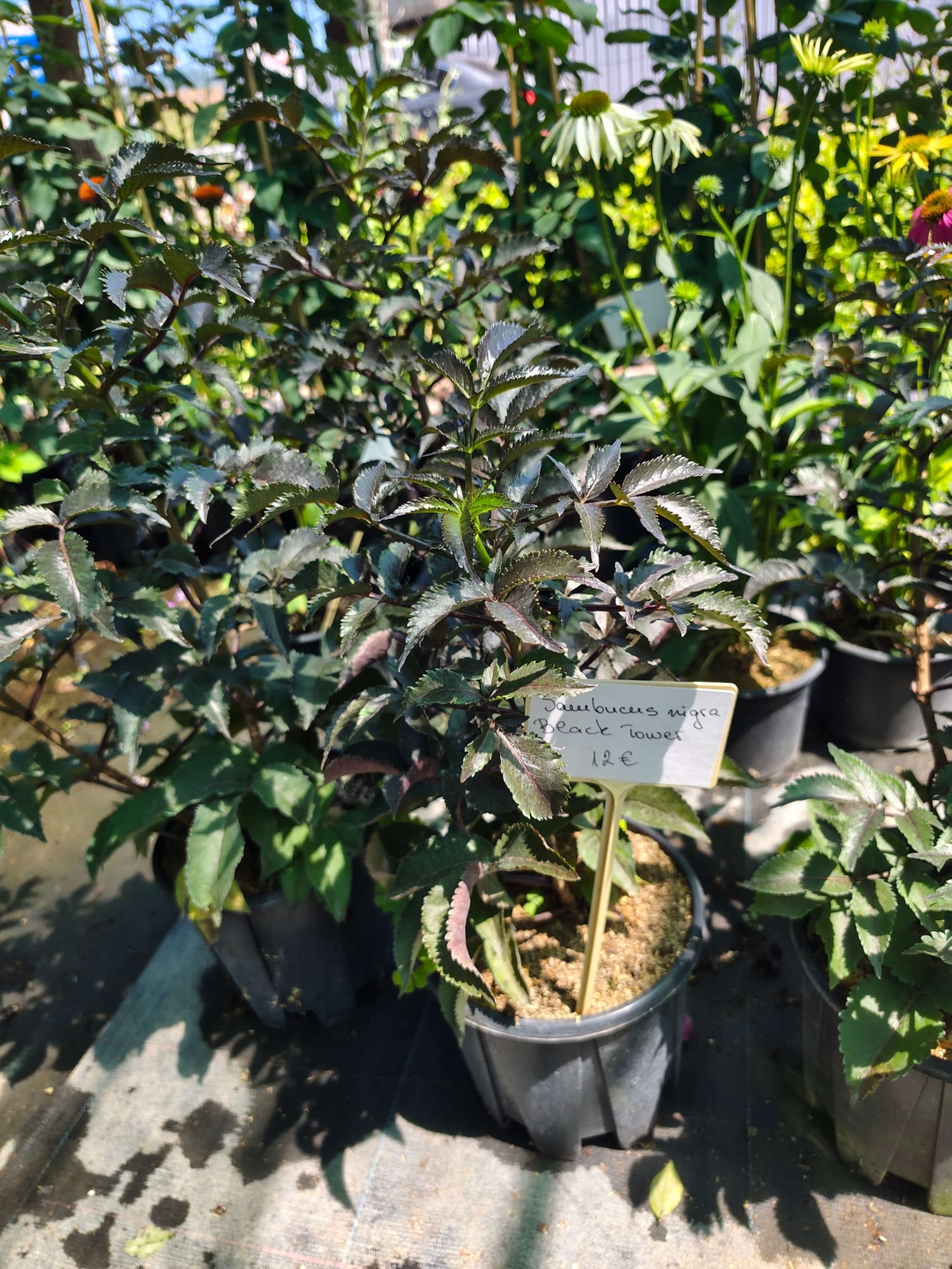 Sambucus nigra 'Black Tower' (Черен бъз 'Black Tower')