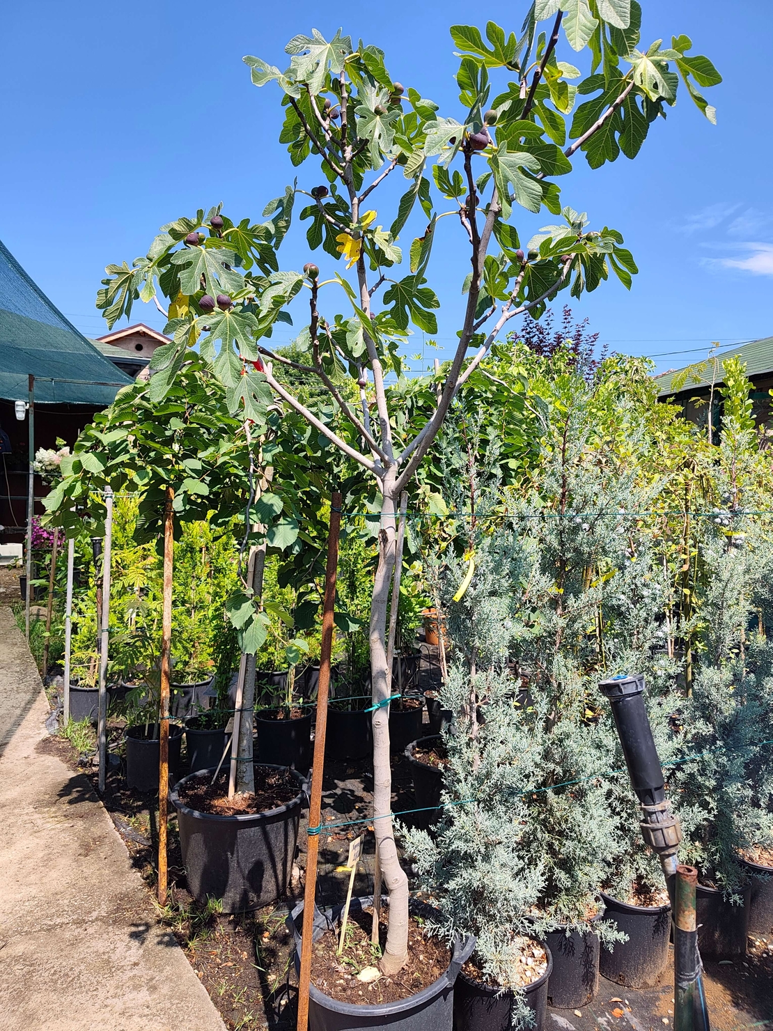 Ficus carica (Смокиня)