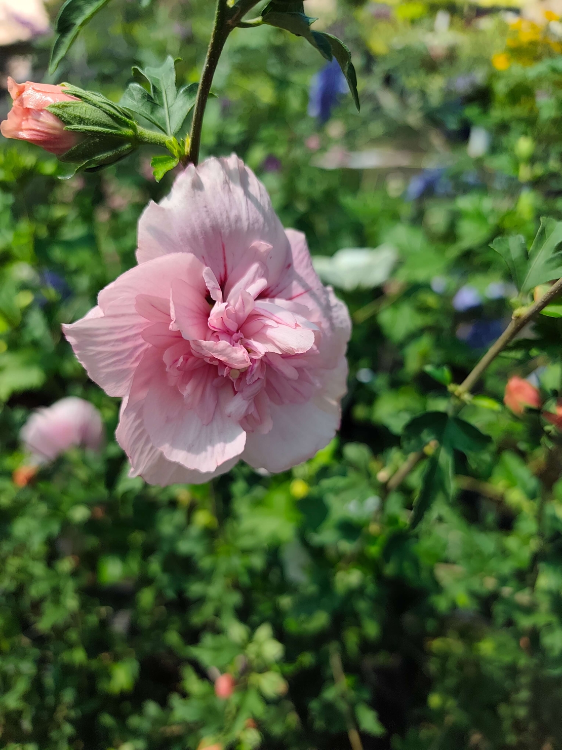 Hibiscus syriacus (Градински хибискус)
