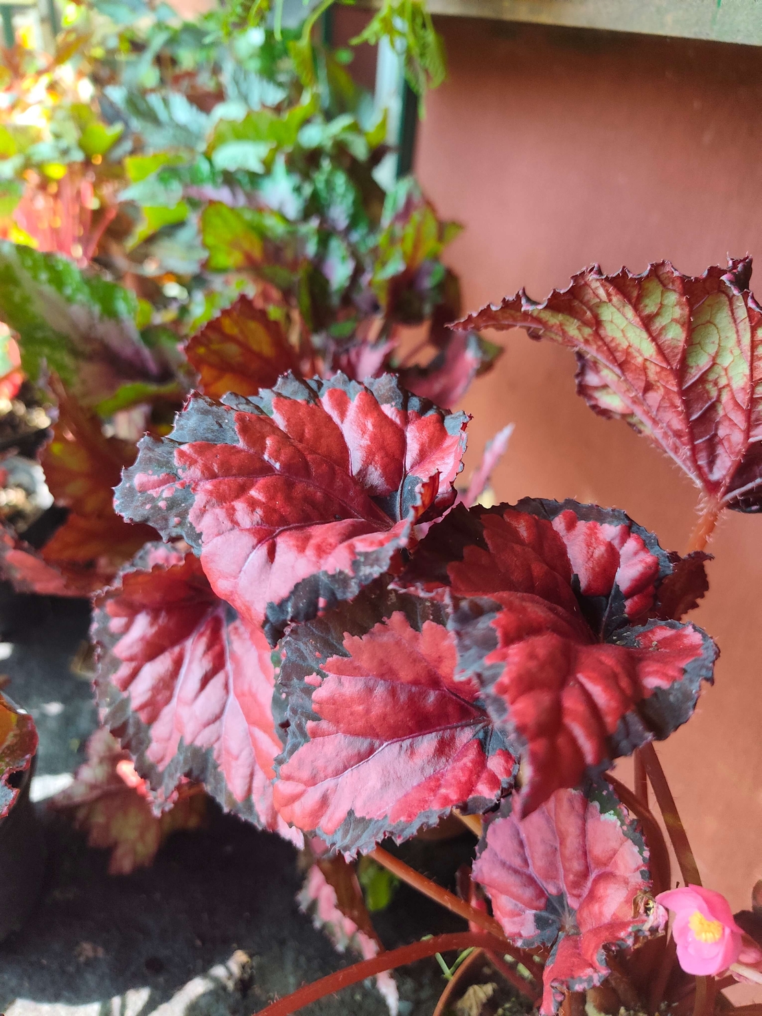 Begonia rex (Бегония рекс)