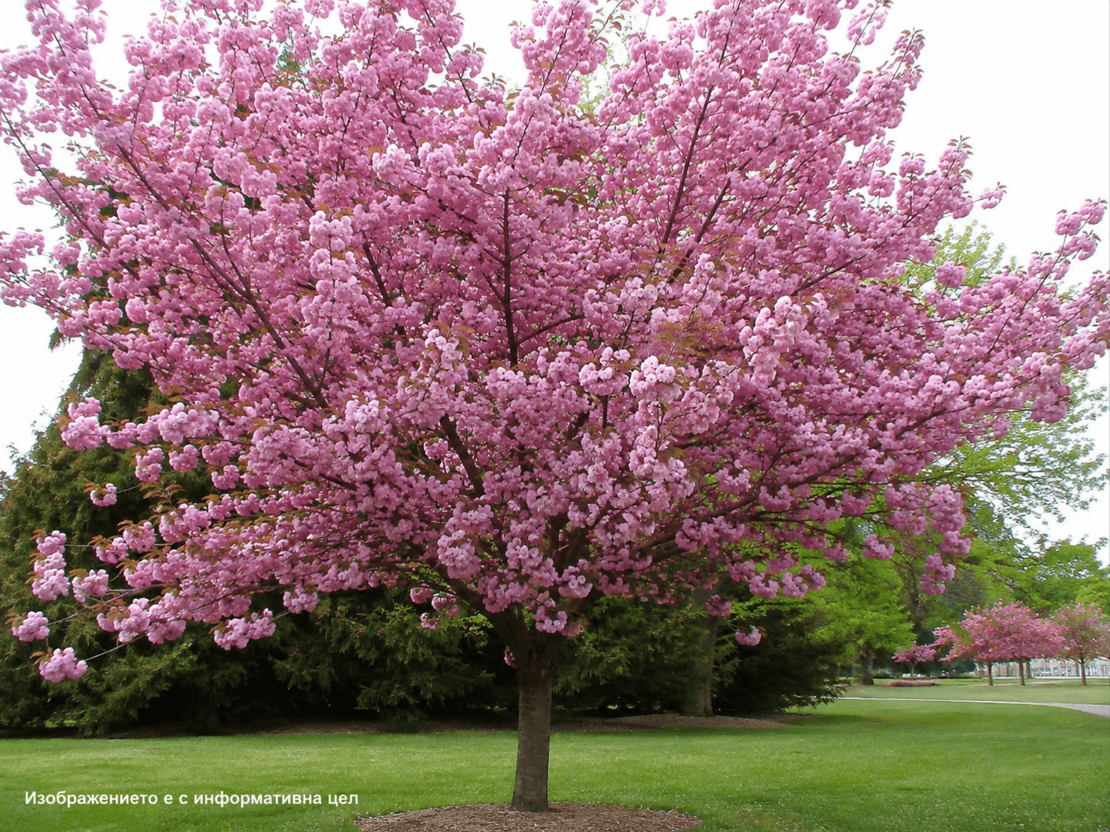 Prunus serrulata 'Kanzan' (Японска декоративна вишна 'Kanzan')