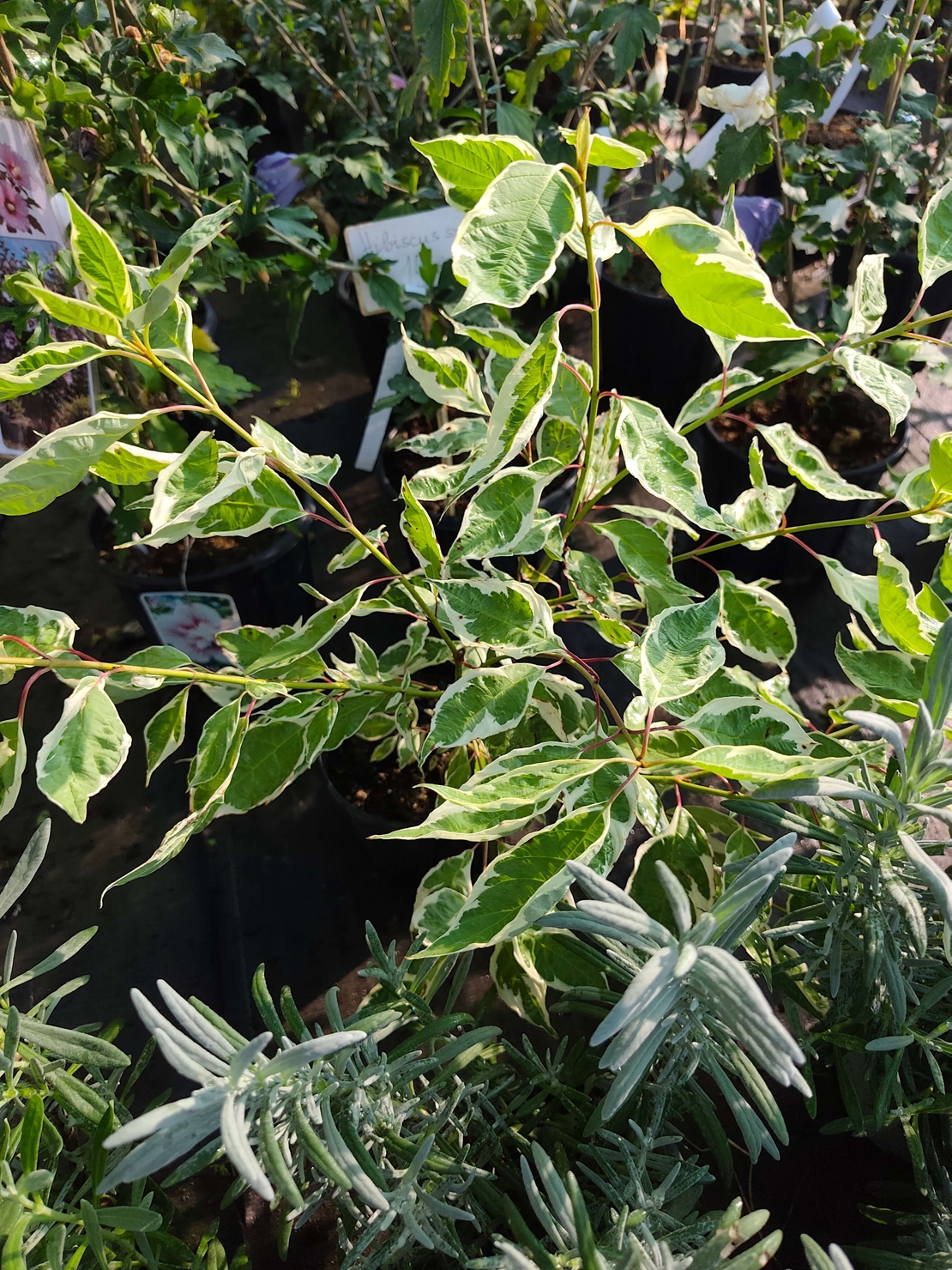 Cornus alba ‘Elegantissima’ (Бял дрян ‘Elegantissima’)