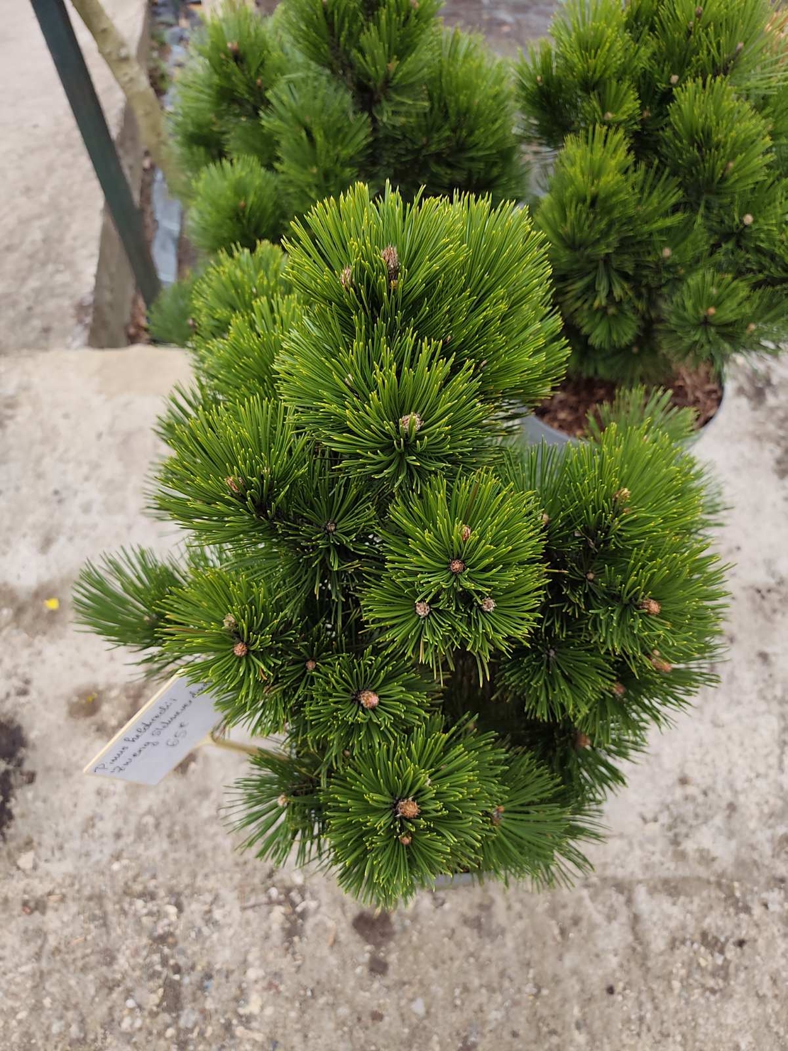 Pinus heldreichii Zwerg Schneverdingen