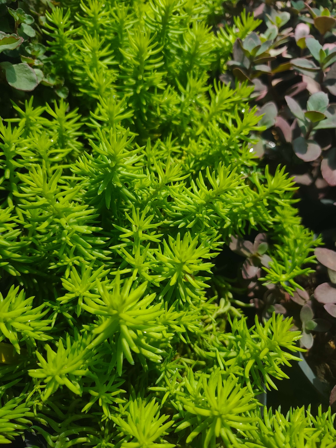 Sedum rupestre 'Angelina'