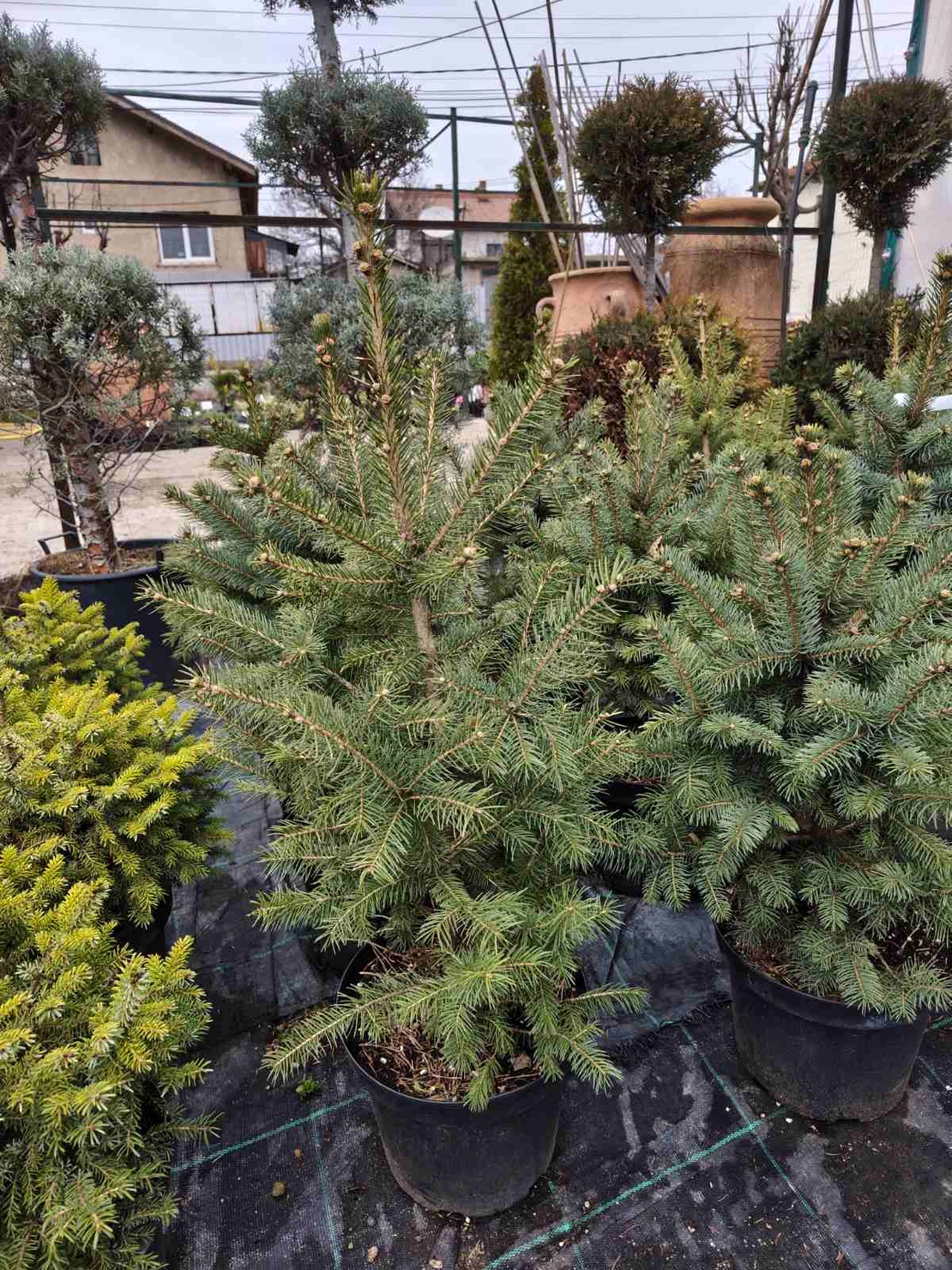 Picea pungens