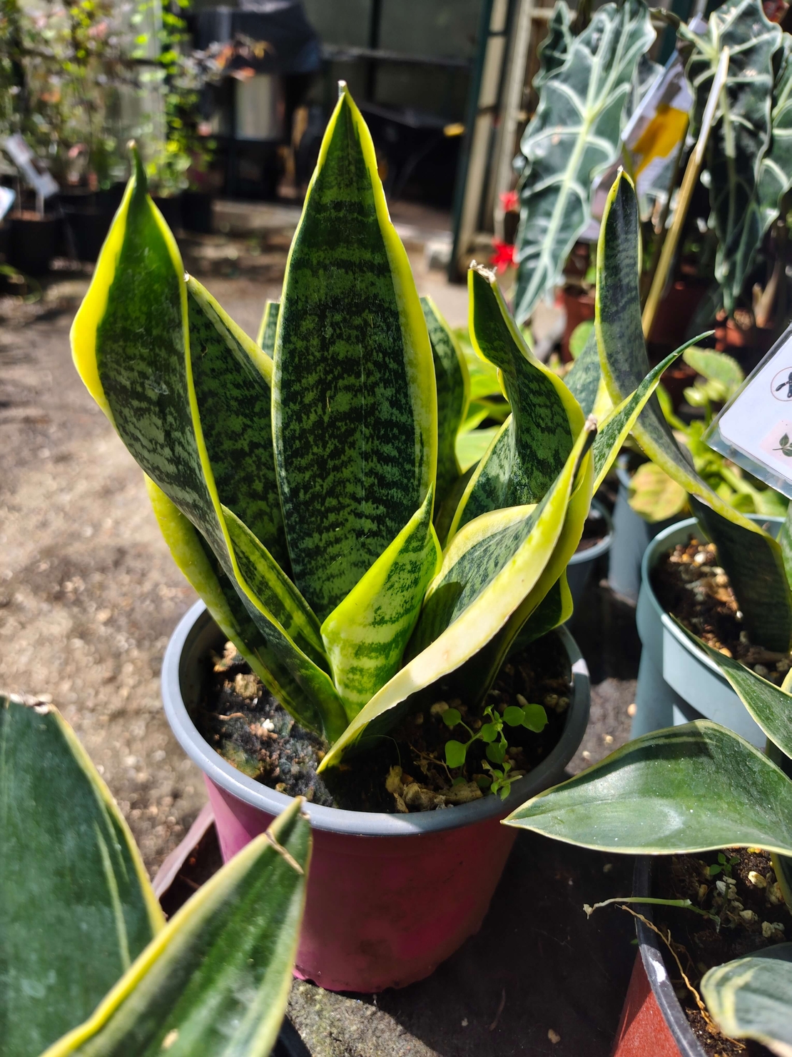Dracaena trifasciata (Сансевиера)