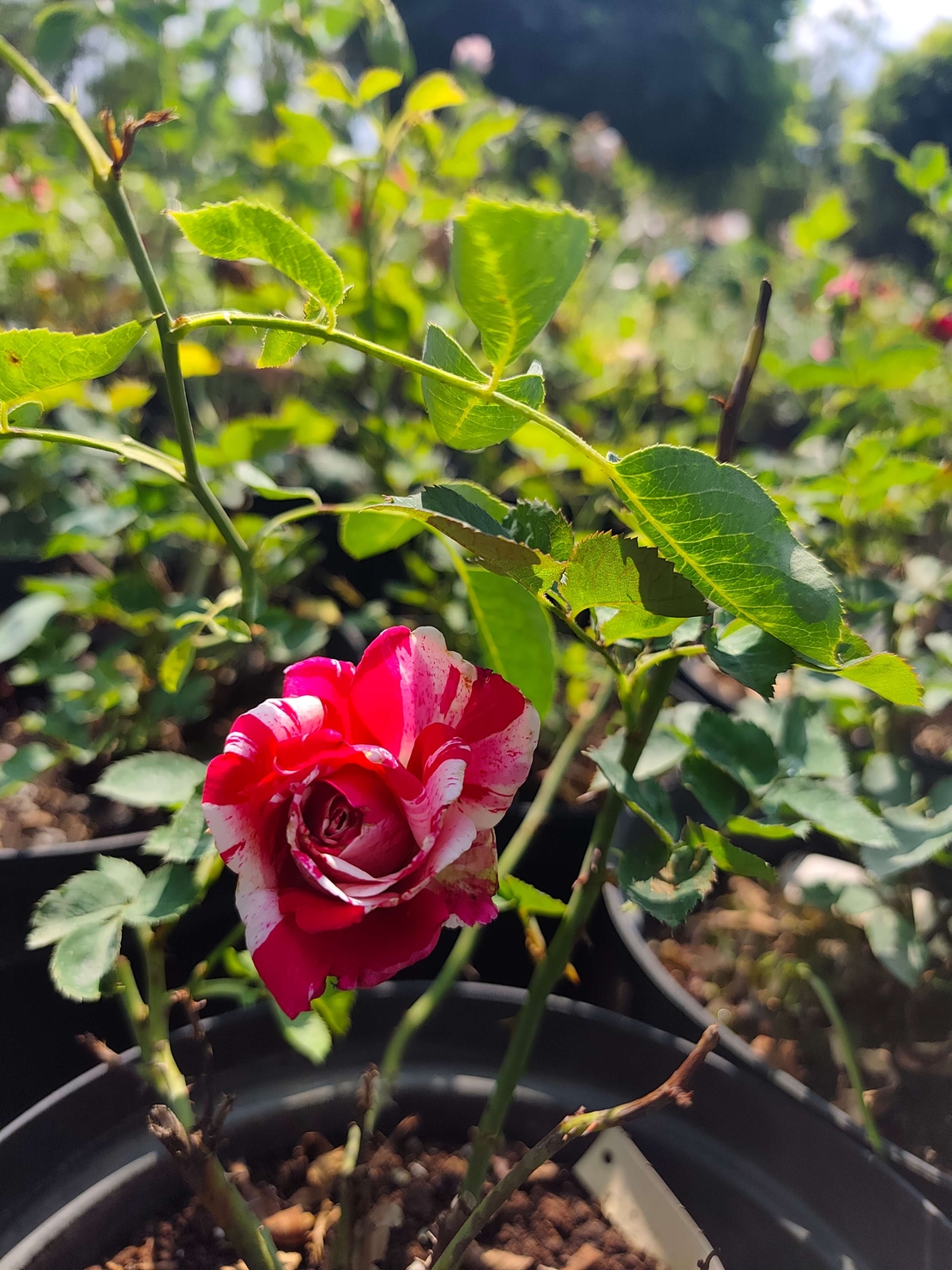 Rosa (Храстовидна роза) МИКС