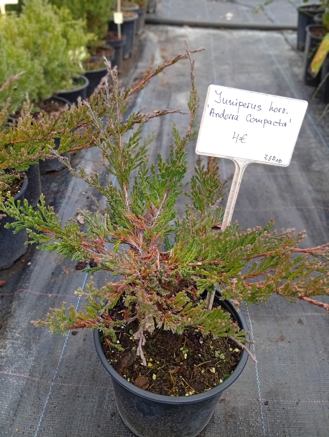 Juniperus horizontalis Andorra Compacta
