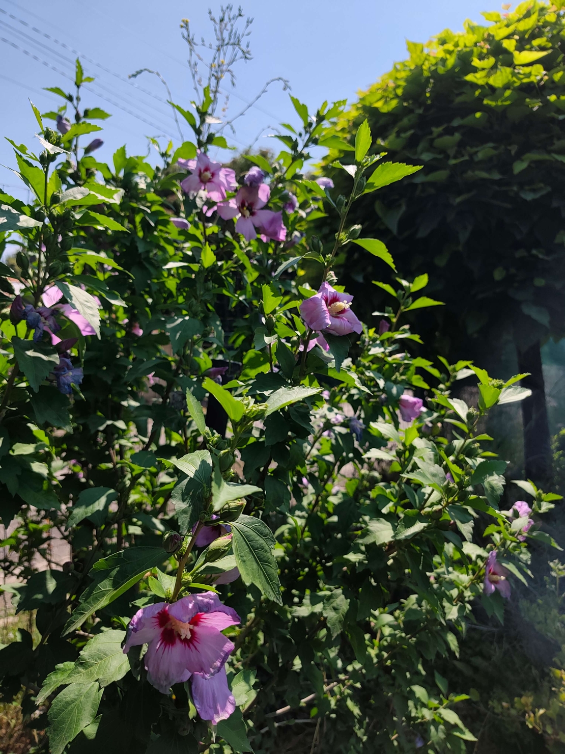 Hibiscus syriacus (Градински хибискус)