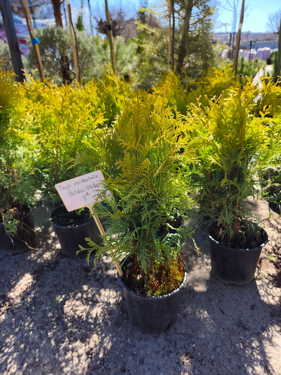 Thuja occ. Golden Globe