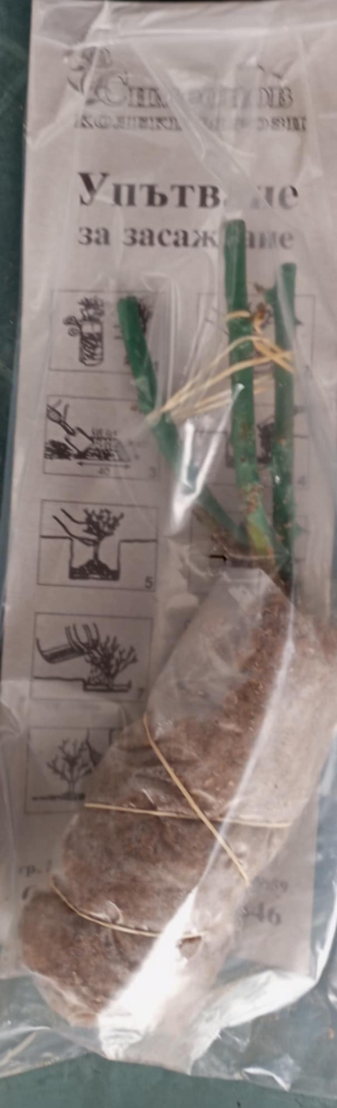 Храстовидна роза на гол корен