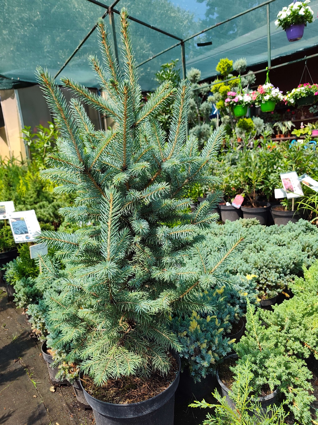 Picea pungens (Сребрист смърч)
