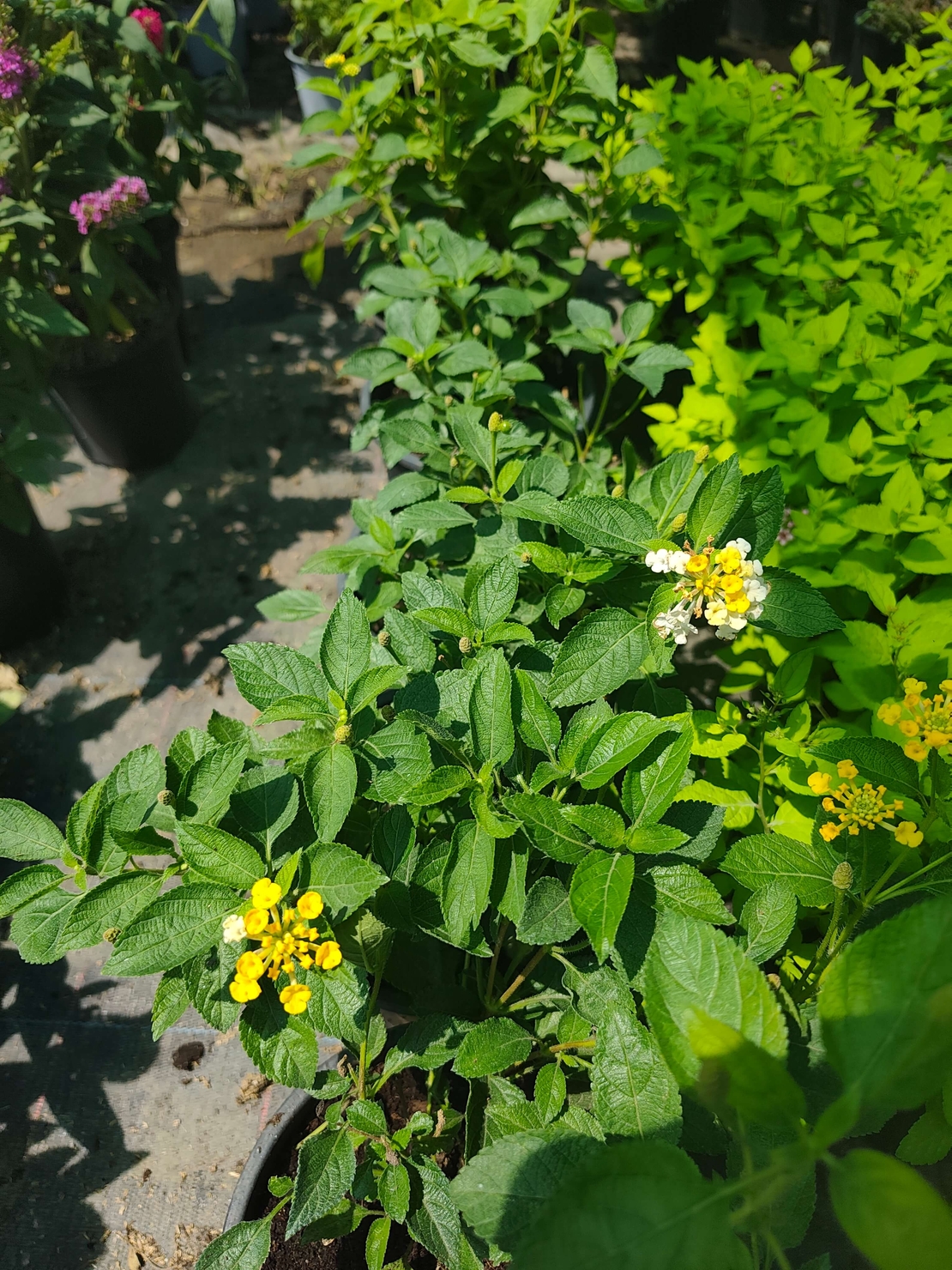 Lantana camara (Лантана)