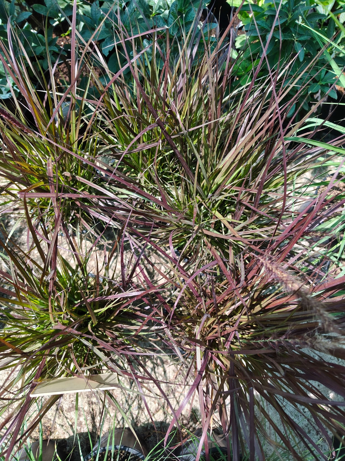 Pennisetum setaceum 'Rubrum'