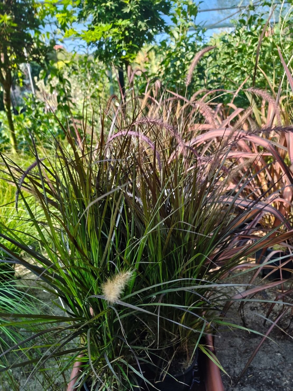 Pennisetum advena 'Little Rubin'
