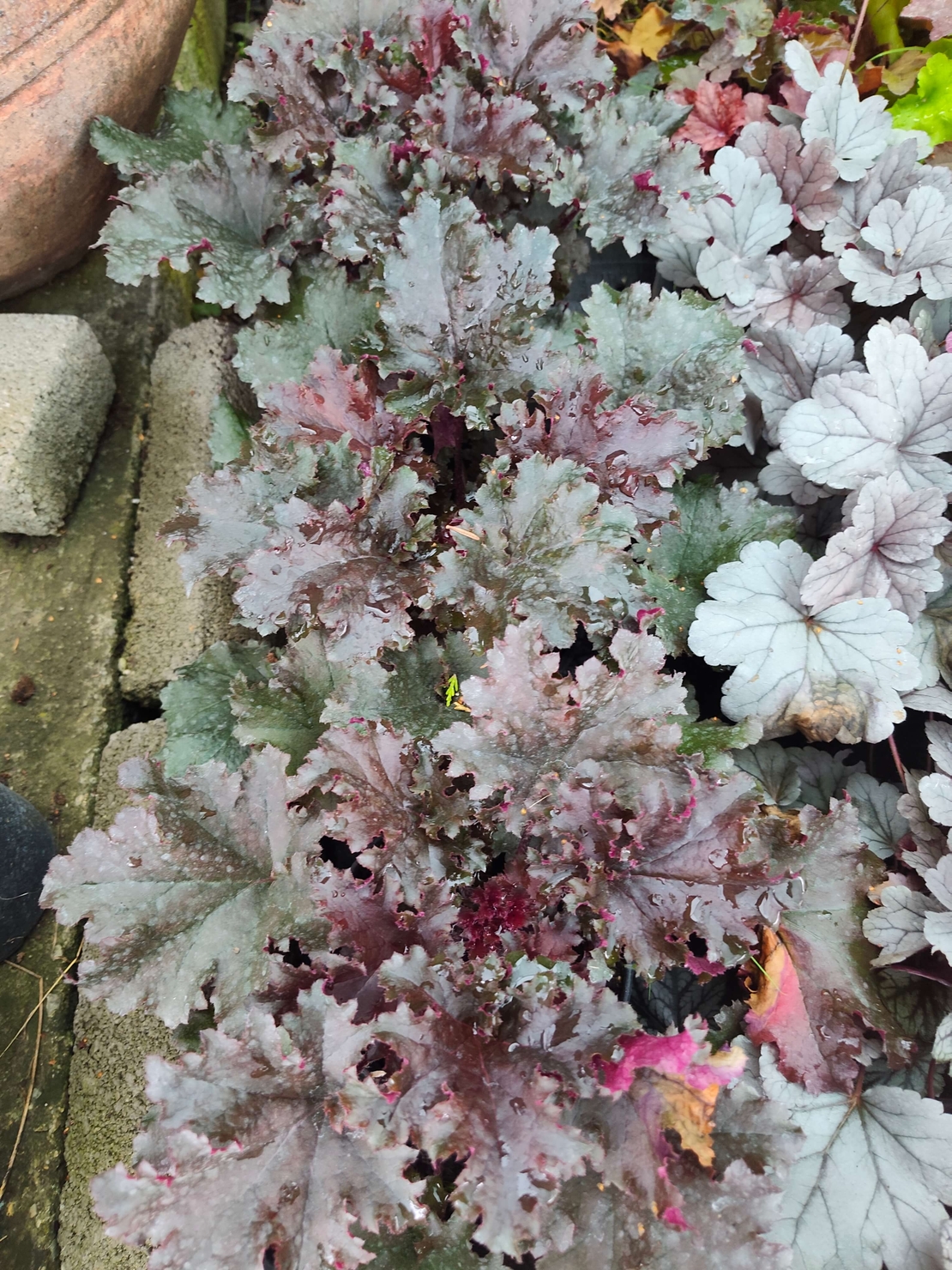 Heuchera