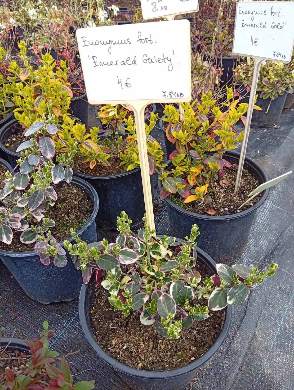 Euonymus fortunei Emerald Gaiety