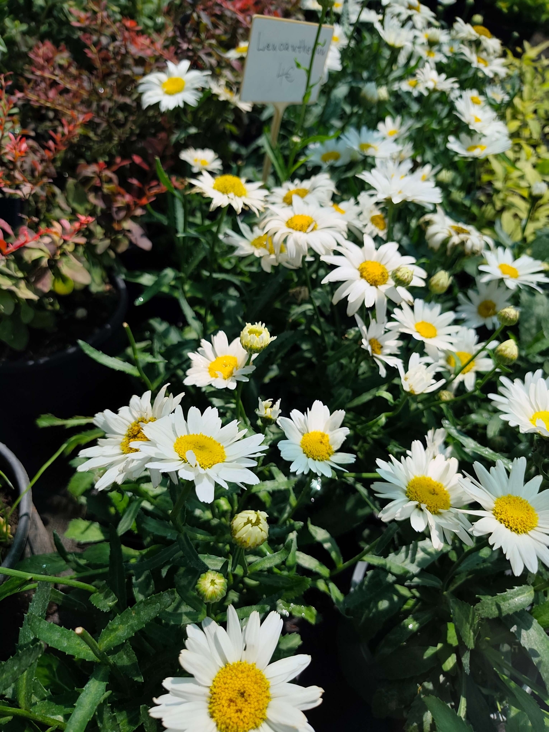 Leucanthemum × superbum (Градинска маргарита)