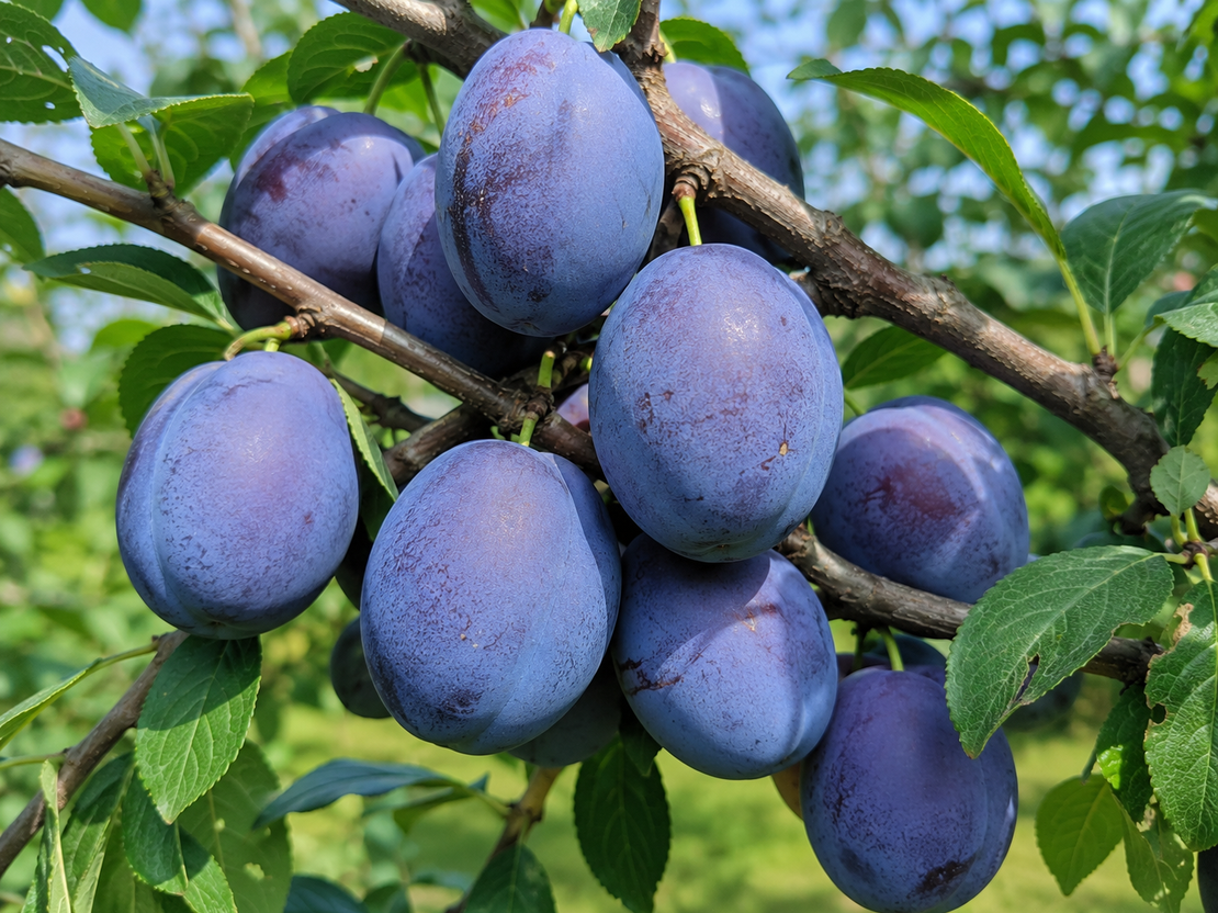Prunus domestica 'Stanley' (Слива 'Стенлей')