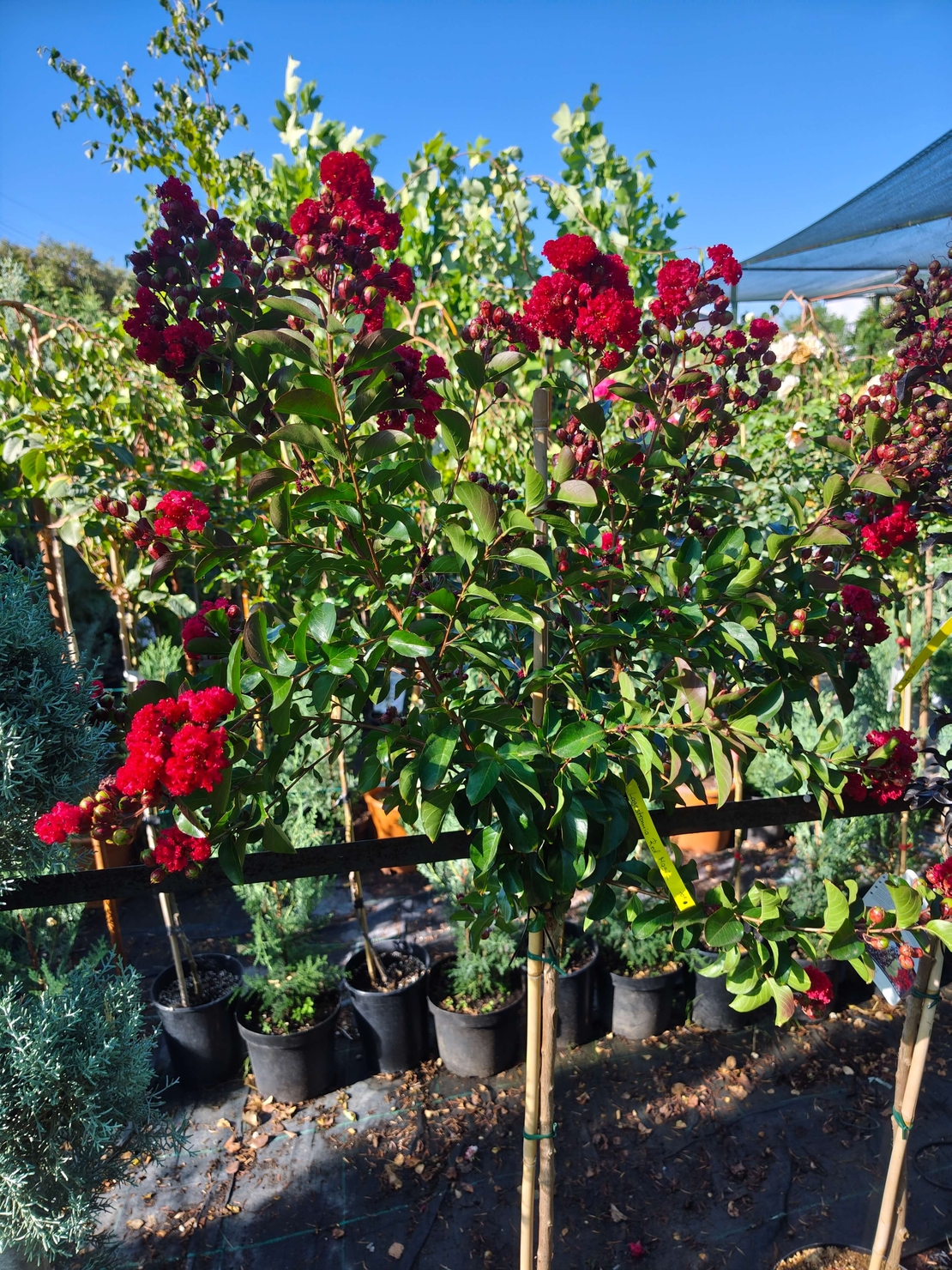 Lagerstroemia indica ‘Red Magic’ – на присадка