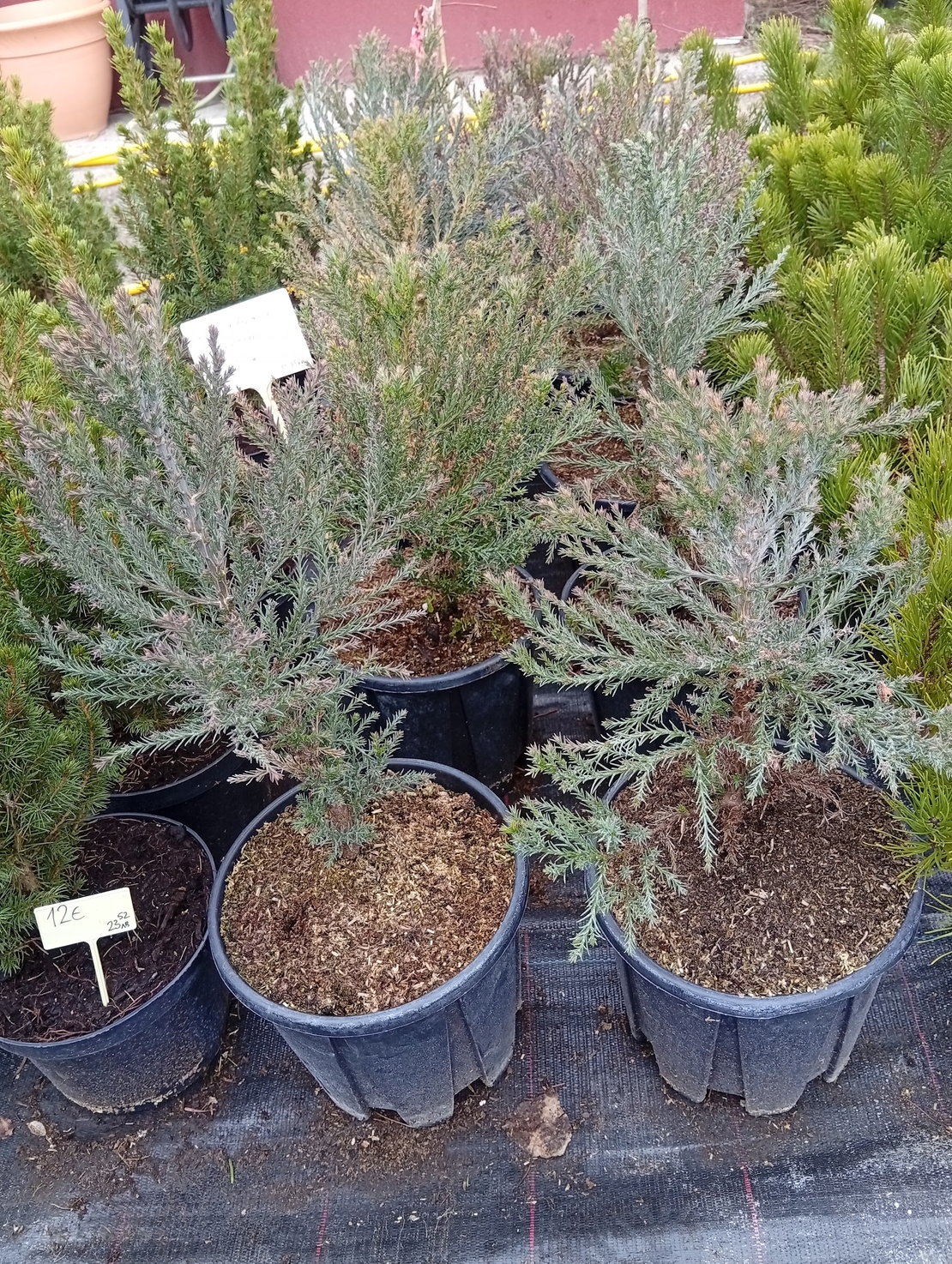 Sequoiadendron Giganteum