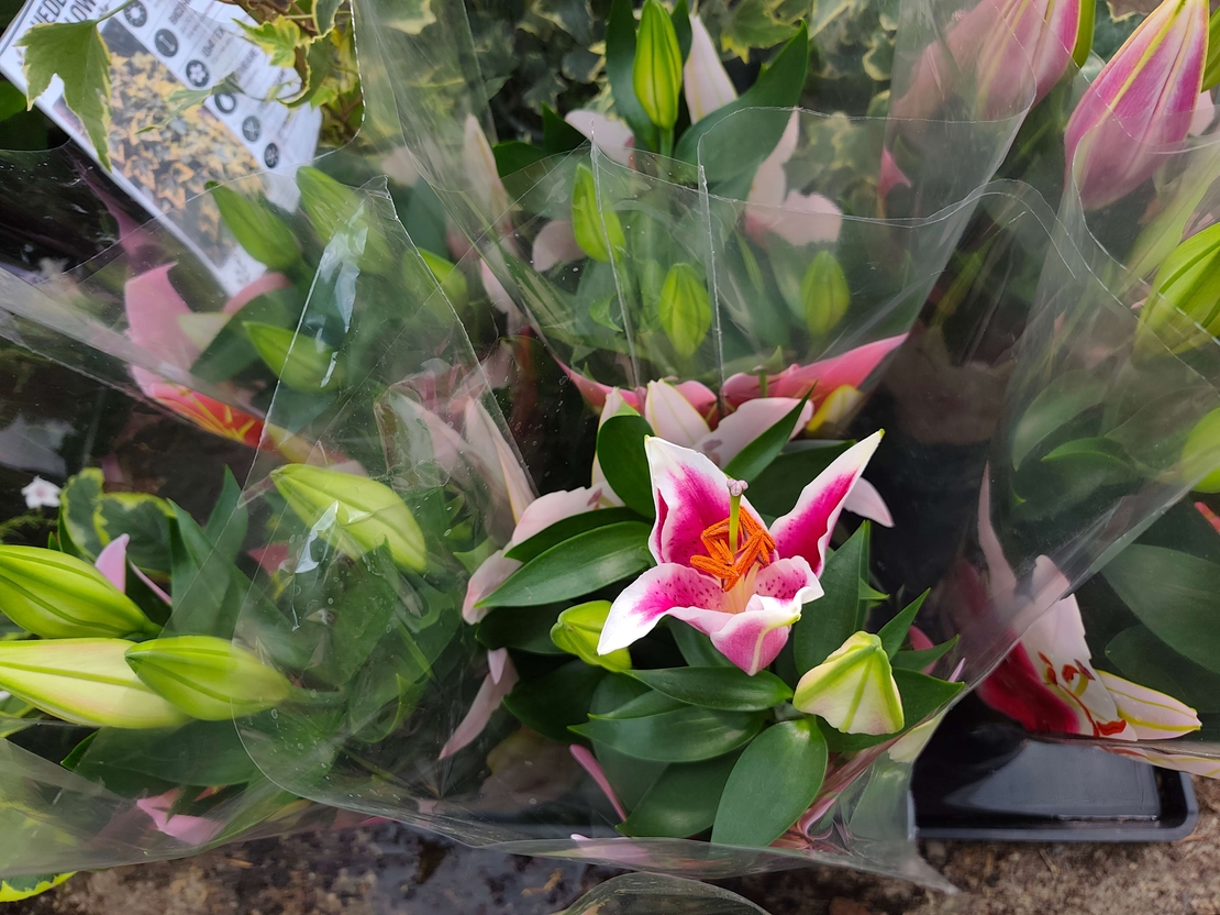 Lilium spp. (Лилиум / Лилия)