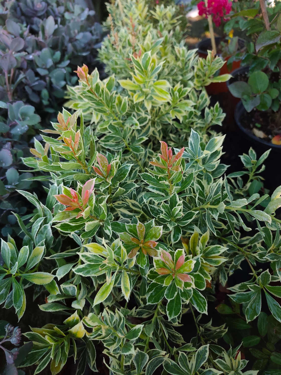 Pieris japonica ‘Little Frosty’