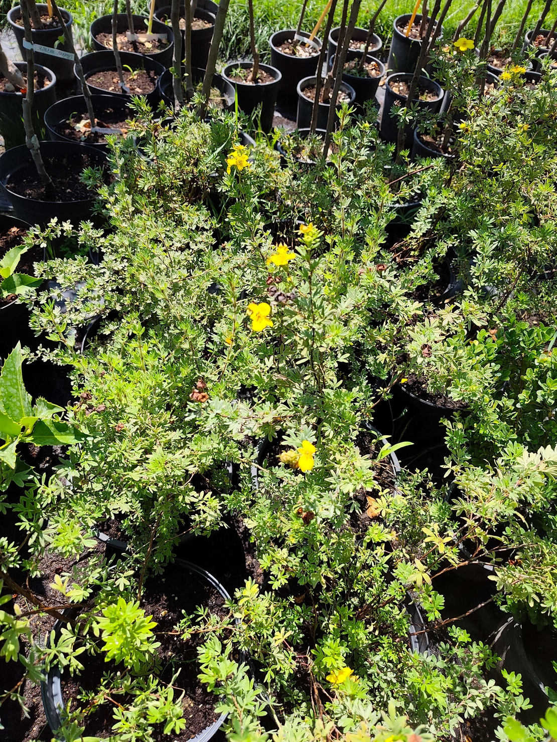 Potentilla fruticosa (Храстовиден очиболец)