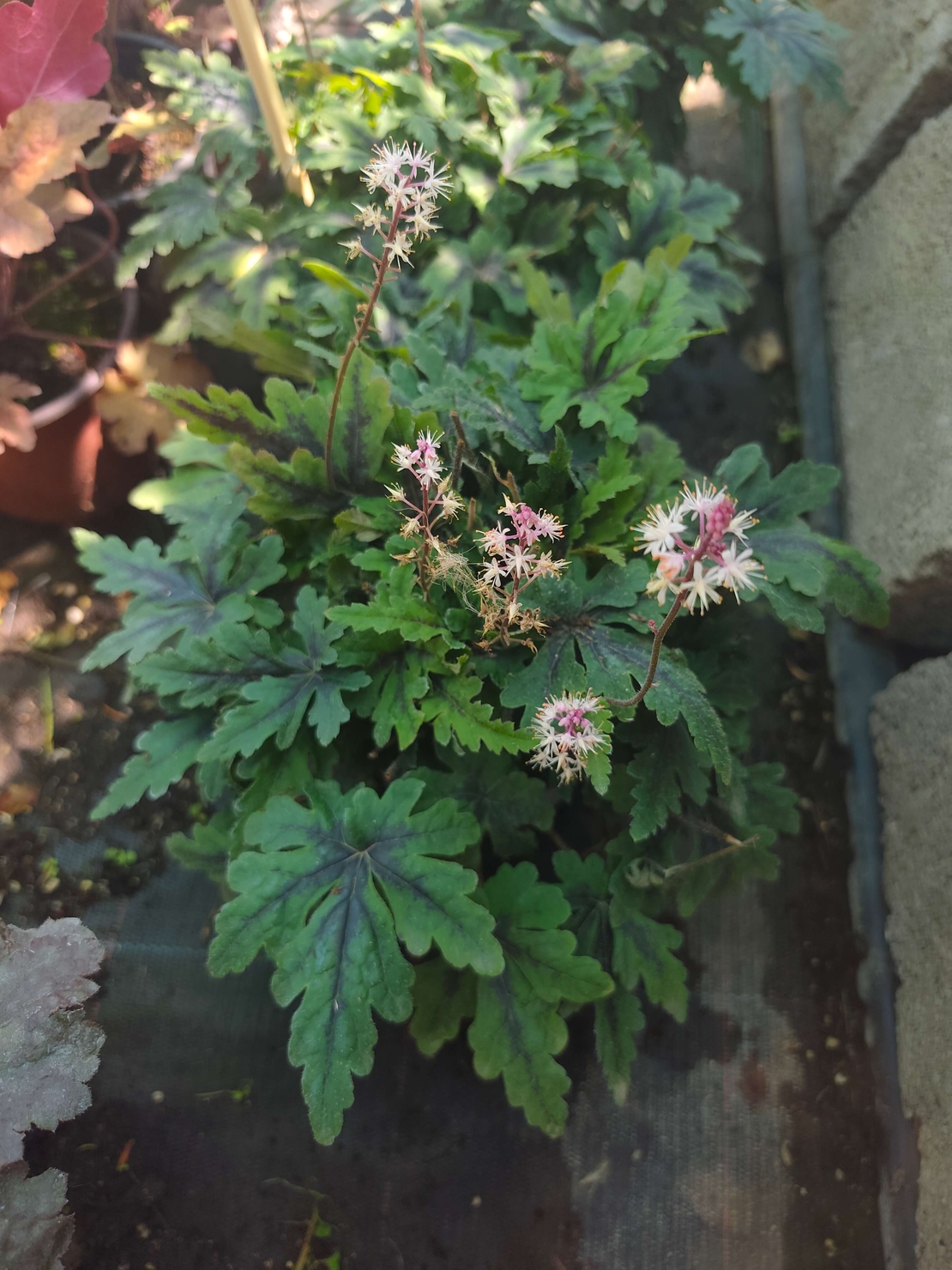 Tiarella 'Angel Wings'