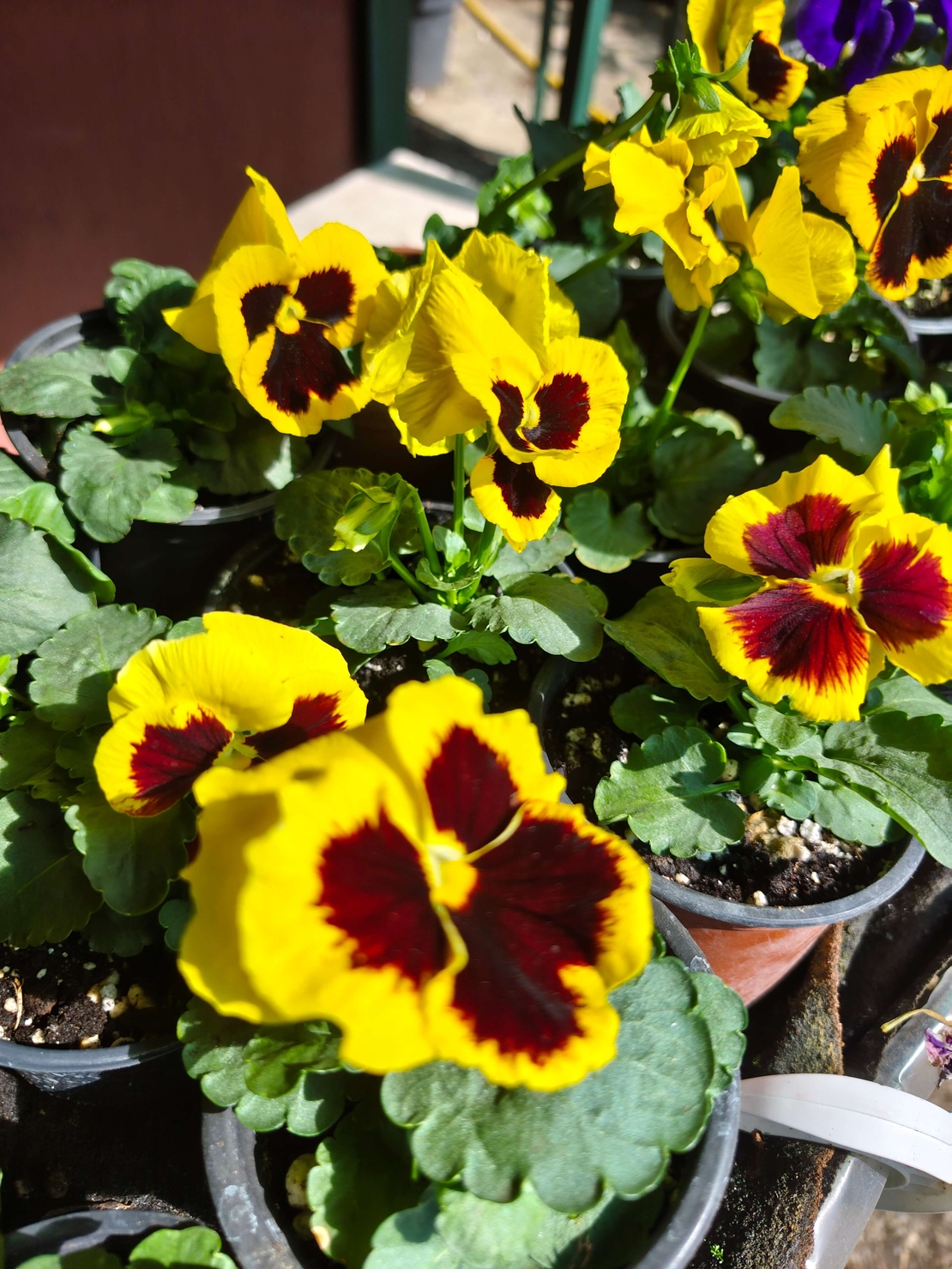 Viola × wittrockiana (Градинска теменужка)