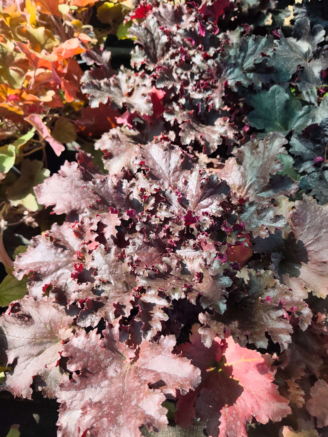Heuchera