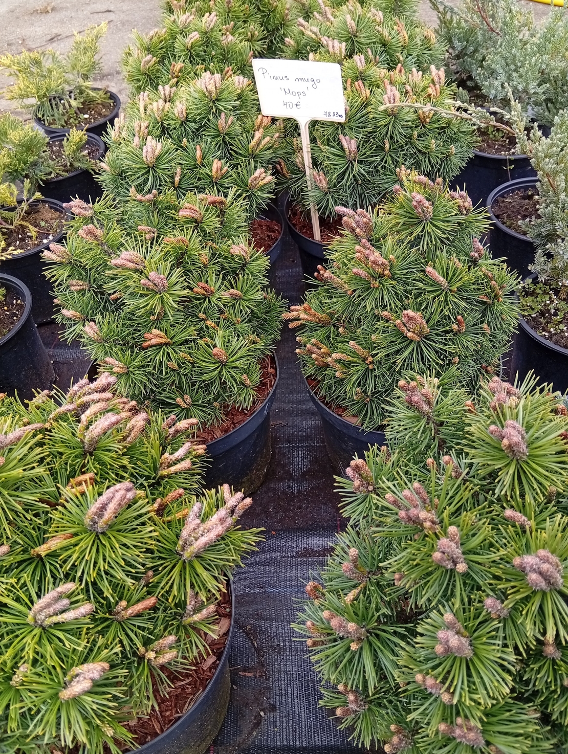Pinus mugo Mops