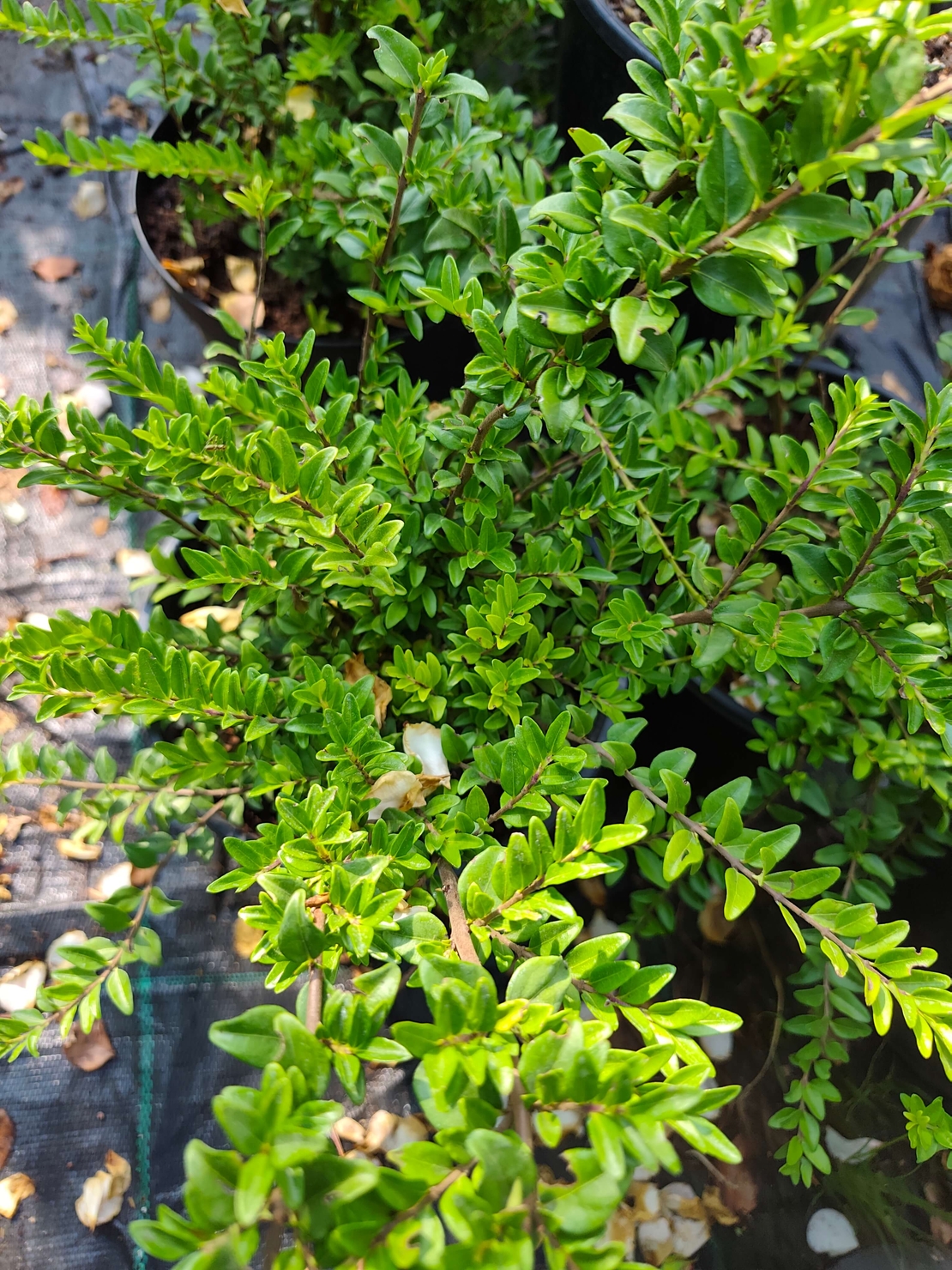 Lonicera nitida (Лъскав орлов нокът)