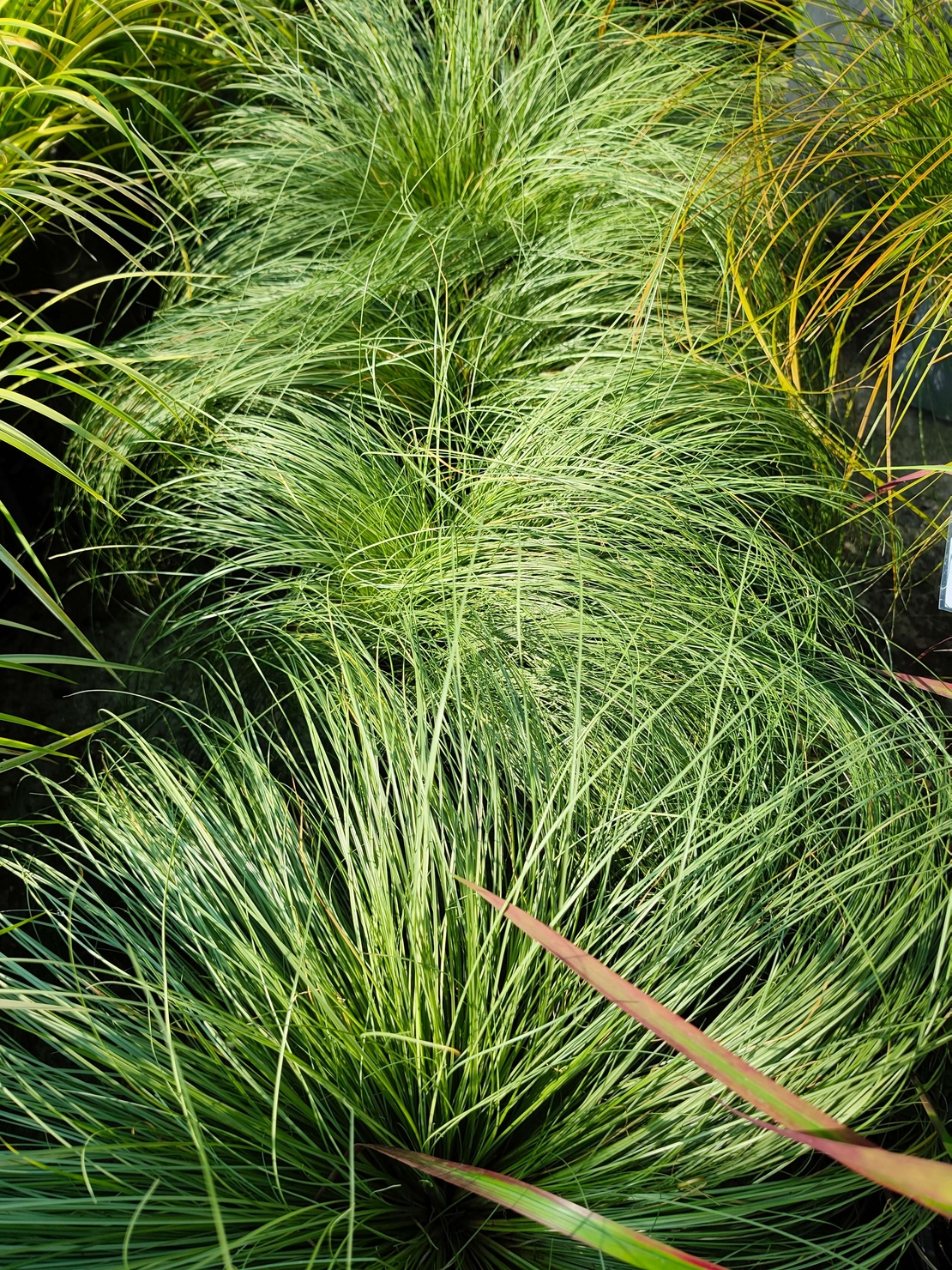 Carex comans ‘Amazon Mist’