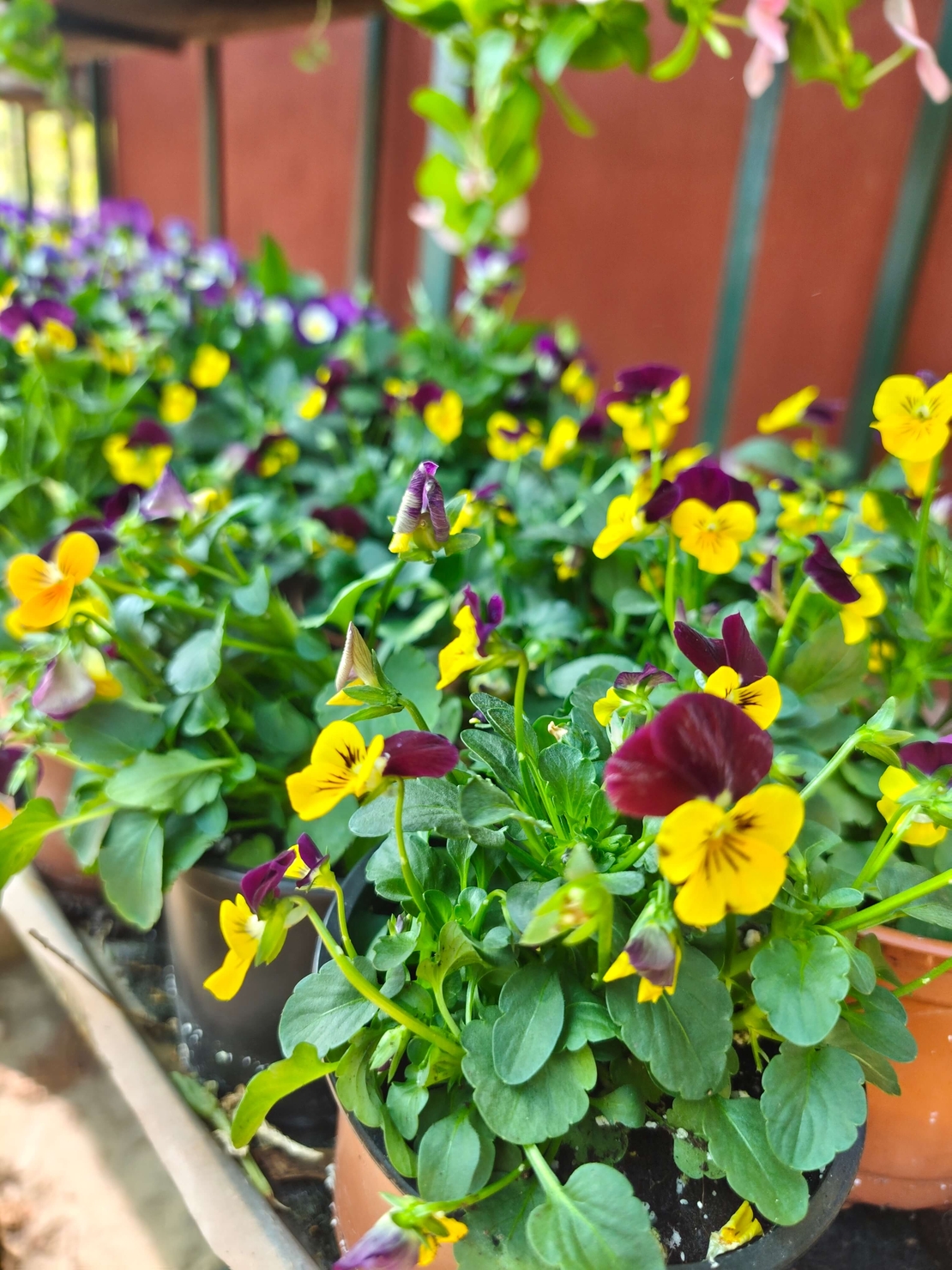 Viola × wittrockiana (Градинска теменужка)